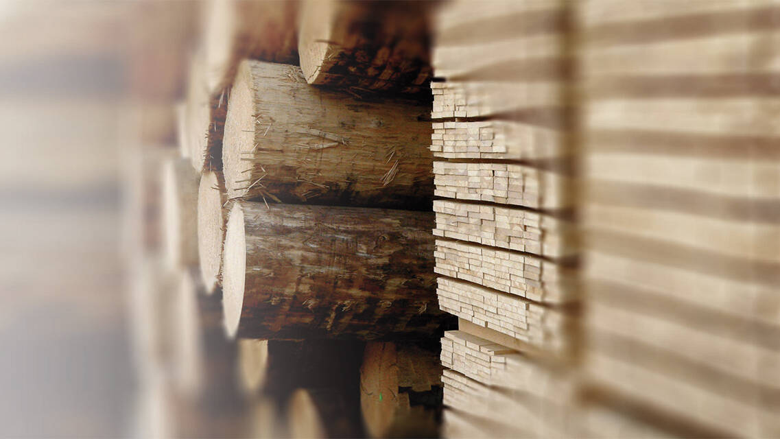 Tree trunks and wooden slats